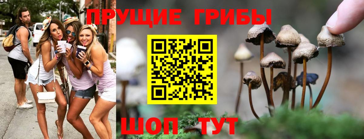 Бердск  Галлюциногенные грибы Psilocybe  Галлюциногенные грибы Psilocybine cubensis  Вход с VPN 